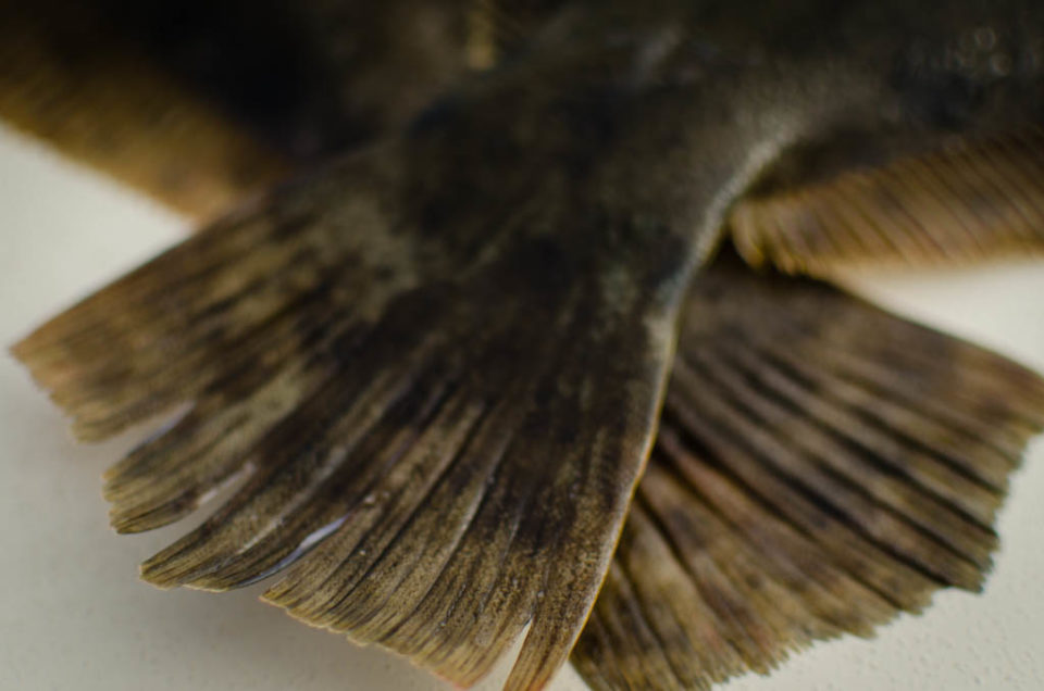 Galveston Flounder Fishing