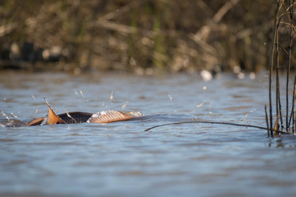 Galveston Redfish School Shrimp