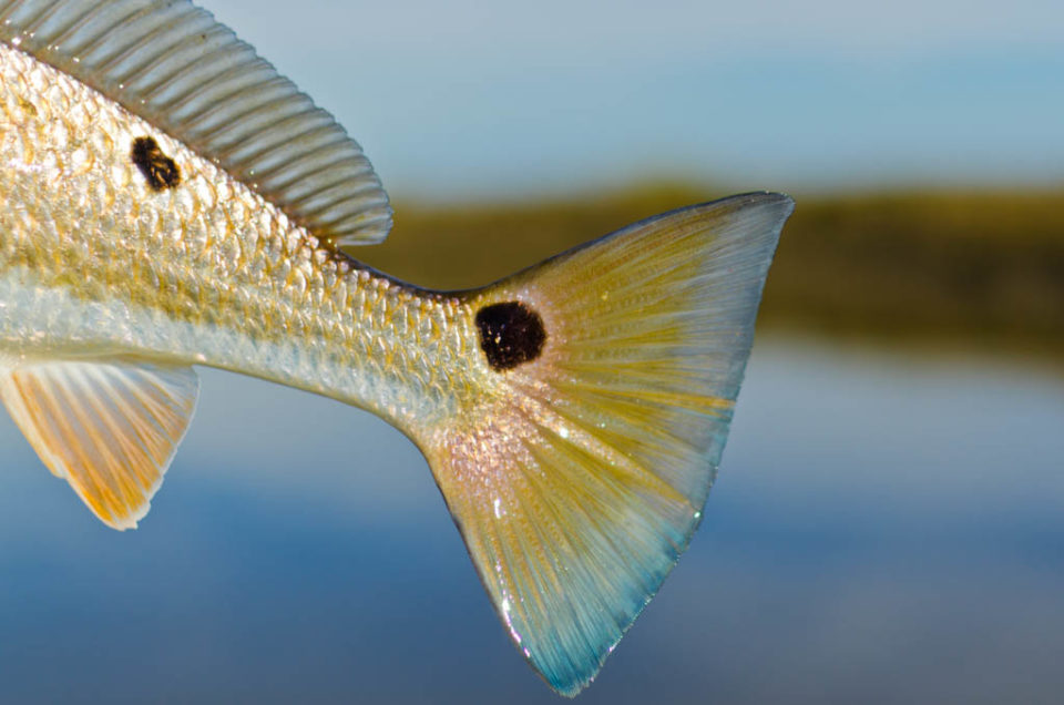 Galveston Redfish Tail